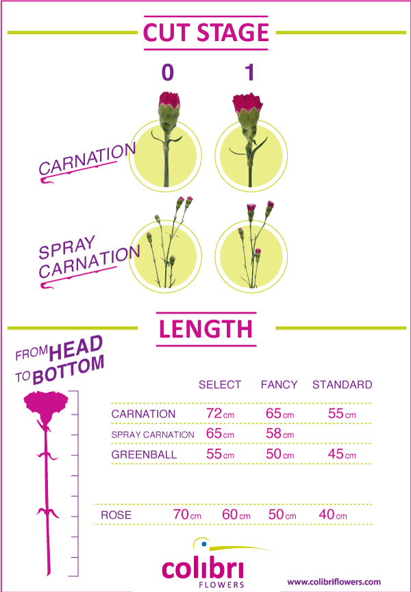 Colibri-Flowers-length-cut-carnations, grower of Carnations, Minicarnations, Roses, Greenball and fillers.